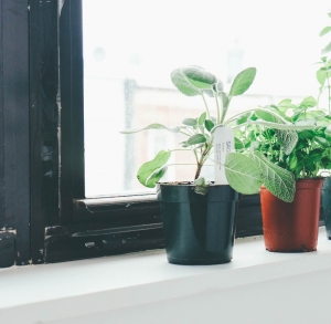A photo of a window sill with potted plants.