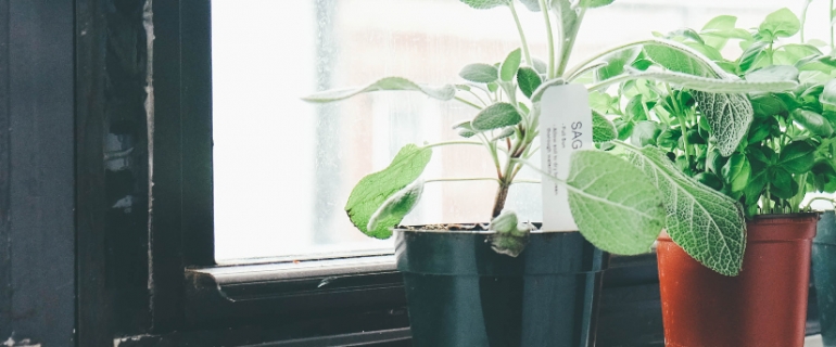 A photo of a window sill with potted plants.